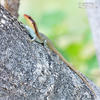 African striped skink