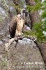 African White-backed Vulture