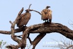 African White-backed Vulture