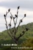 African White-backed Vulture