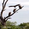 African White-backed Vulture