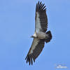 African White-backed Vulture