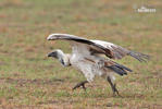 African White-backed Vulture