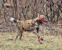 African Wild Dog