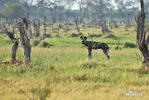 African Wild Dog