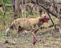 African Wild Dog