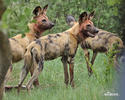 African Wild Dog