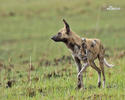 African Wild Dog