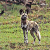 African Wild Dog