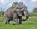 Afrički slon
