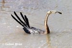 Afrikaanse slangenhalsvogel