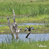 Afrikaanse Slangenhalsvogel