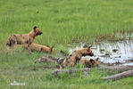 Afrikaanse wilde hond