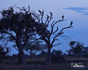 Afrikai marabu