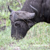 Afrikan Buffalo