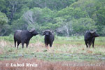 Afrikan Buffalo