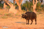 Afrikan Buffalo