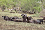 Afrikan Buffalo