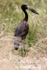 Afrikansk gapnäbbstork