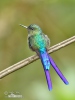 Aglaiocercus coelestis