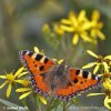 Aglais urticae