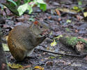 Agouti ponctué