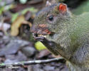 Agouti ponctué