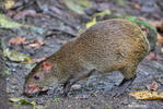 Agouti ponctué