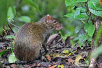 Agouti ponctué