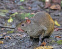 Agouti ponctué