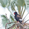 Àguila saltimbanqui