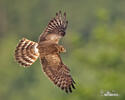 Aguilucho cenizo