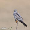 Aguilucho cenizo