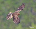 Aguilucho cenizo