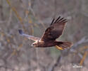 Aguilucho lagunero