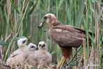 Aguilucho lagunero