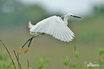 Aigrette garzette