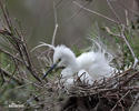 Aigrette garzette