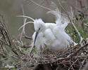 Aigrette garzette