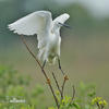 Aigrette garzette