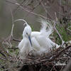 Aigrette garzette