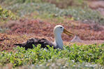 Albatros bergelombang