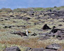 Albatros des Galapagos