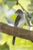 Alder Flycatcher