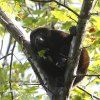 Alouatta palliata