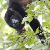 Alouatta palliata