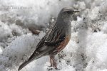 Alpine Accentor