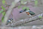 Amazon Kingfisher