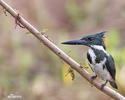 Amazon Kingfisher