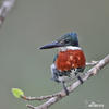 Amazon Kingfisher